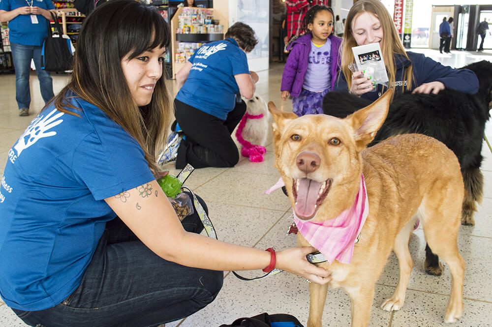 Therapy Dogs In Canadian Airports: Get Licked And Love It